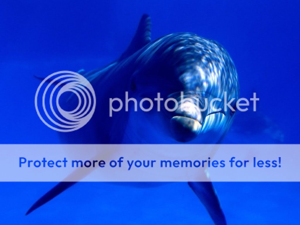 Delphin Pictures, Images and Photos