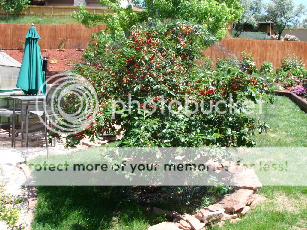 Montgomery Cherry Tree Photo by Stevelila Photobucket