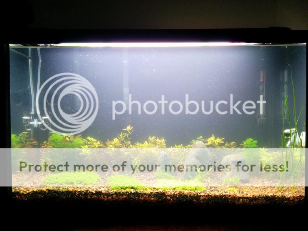 bacterial bloom getting worse