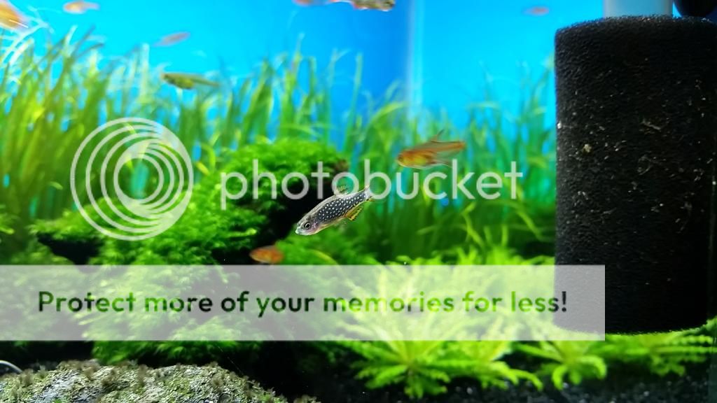 20 gallon fish tank stocking options