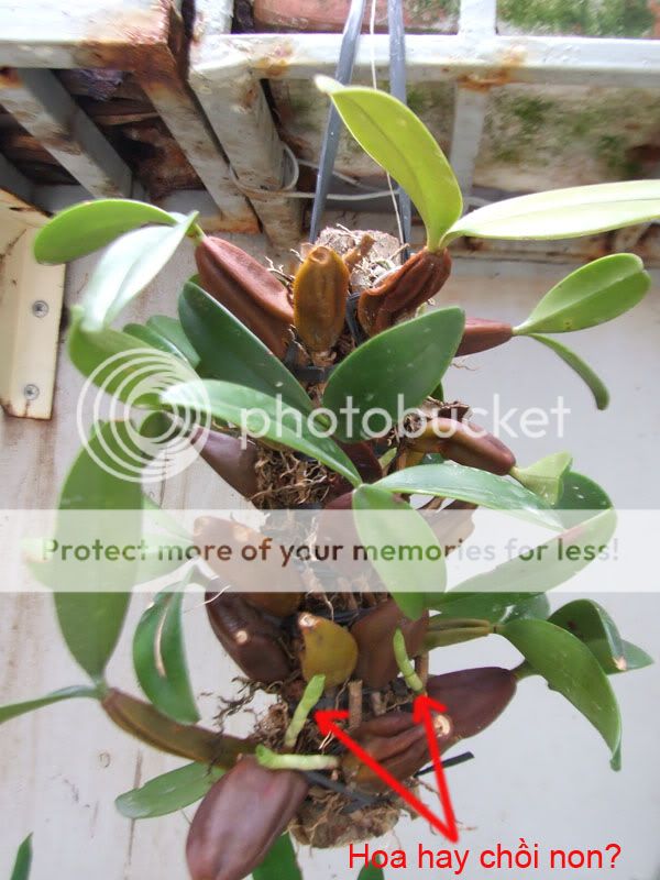 Em lan này tên gì?