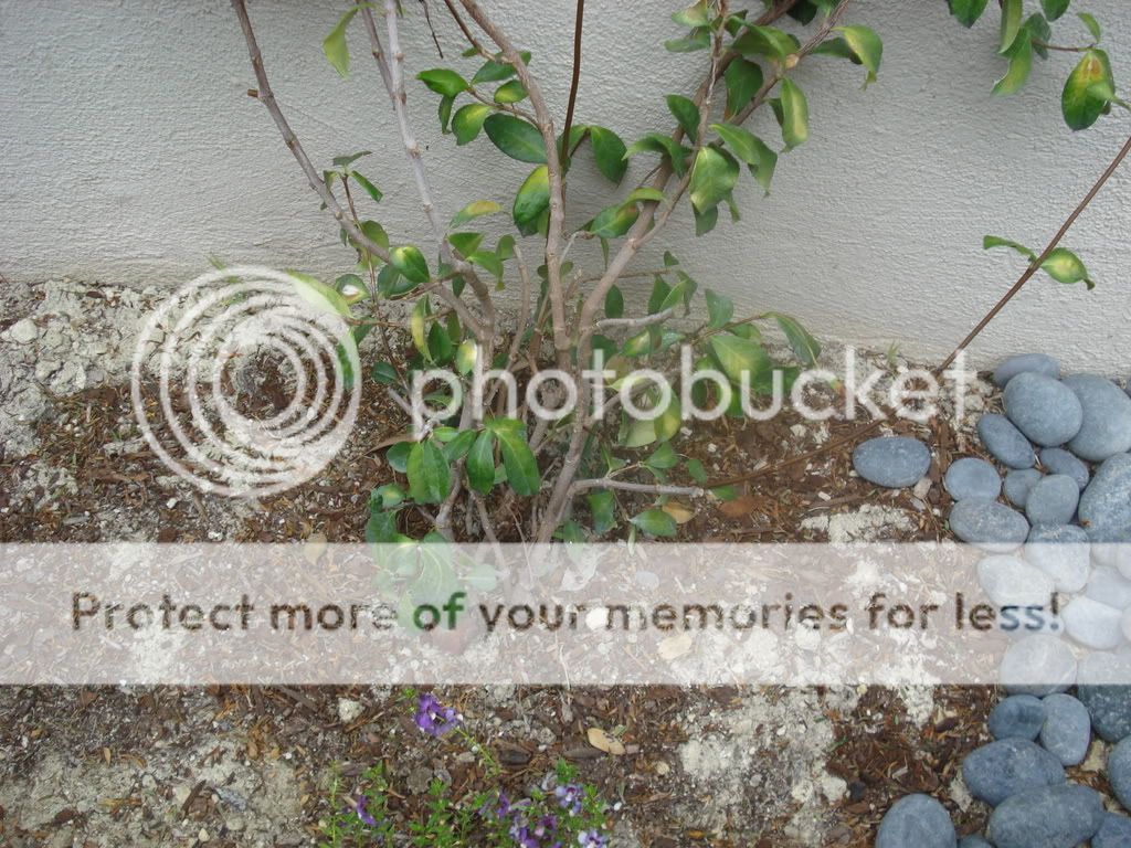 Sunburned star jasmine leaves?