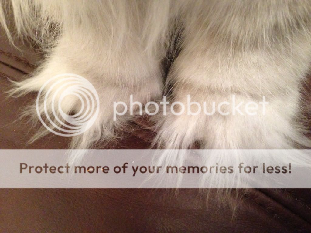 Grinch Cat Feet r/cats