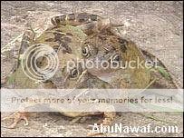 ������ ��� ���� ���� ��� ����� ���� ���� ���� ��